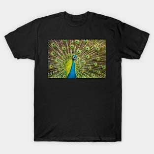 Peacock T-Shirt